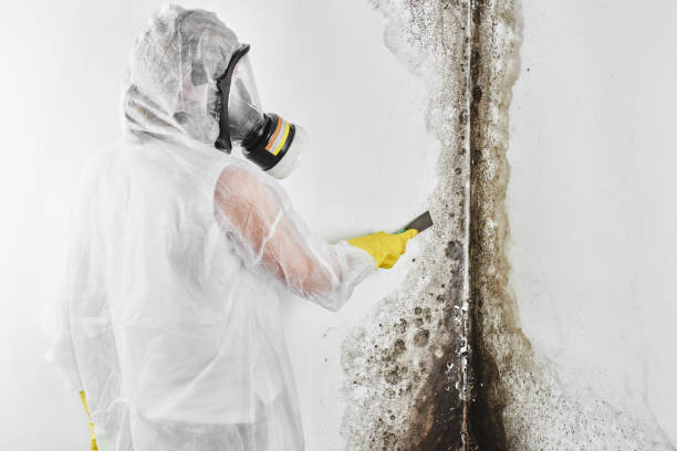 Best Home Mold Removal  in Ricardo, TX