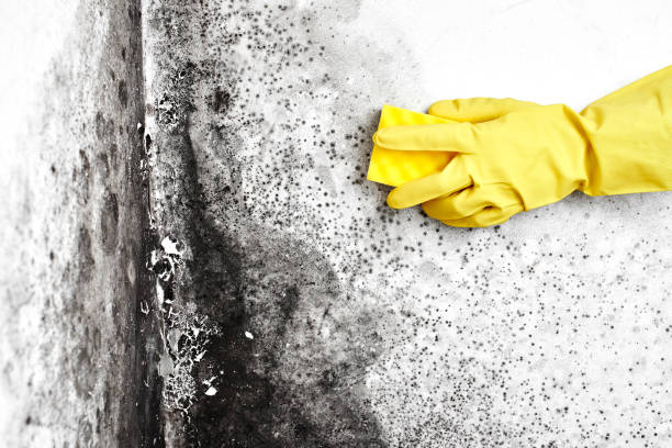 Best Same-Day Mold Removal  in Ricardo, TX