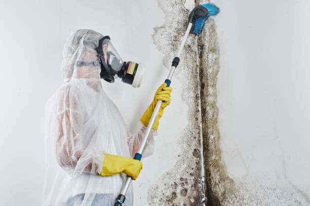 Mold Testing and Removal in Ricardo, TX