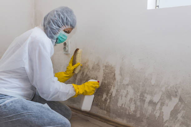 Best Mold Testing and Removal  in Ricardo, TX