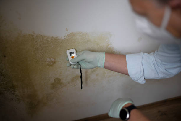 Best Mold Removal Near Me  in Ricardo, TX