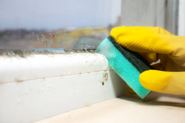 Mold Removal and Inspection in Ricardo, TX