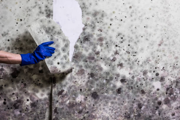 Best Water Damage Restoration  in Ricardo, TX