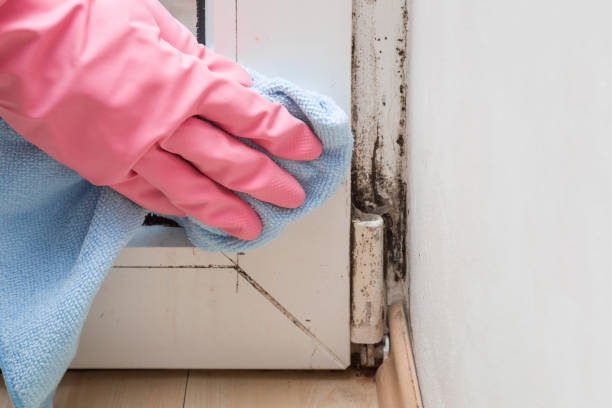Best Professional Mold Removal  in Ricardo, TX