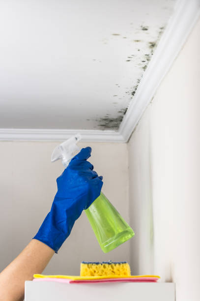 Best Certified Mold Removal  in Ricardo, TX