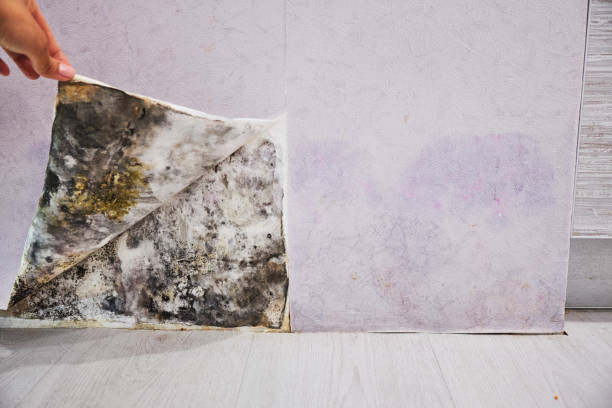 Best Emergency Mold Removal  in Ricardo, TX
